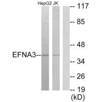 EFNA3 antibody