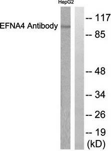 EFNA4 antibody