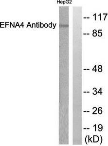 EFNA4 Antibody