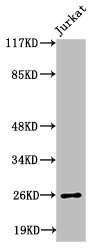 EFNA5 antibody