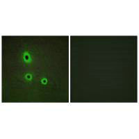 EFNA5 Antibody