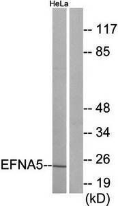EFNA5 antibody