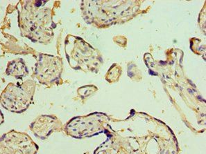 EFNB1 antibody