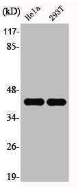 EFNB1 antibody