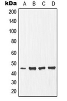 Ephrin B1 (phospho-Y317) antibody