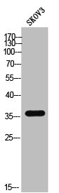 EFNB3 Antibody