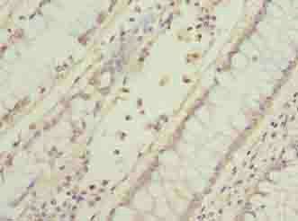 EFR3B Antibody