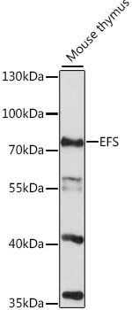 EFS antibody