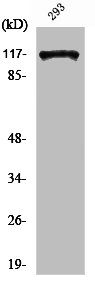 EFTUD2 Antibody