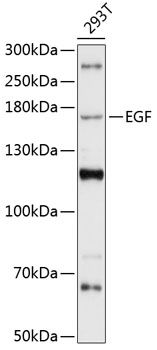EGF antibody