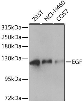 EGF antibody