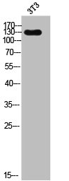 EGF Antibody