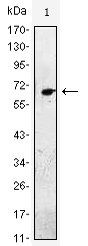 EGF Antibody