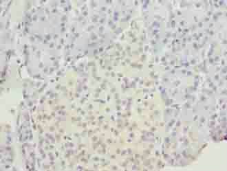 EGFL6 antibody