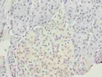 EGFL6 Antibody