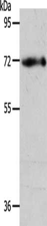 EGFL6 antibody