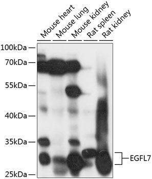 EGFL7 antibody