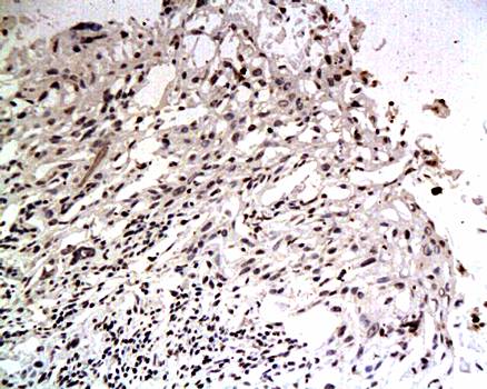 EGFL7 Rabbit Polyclonal Antibody
