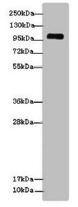 EGFLAM Antibody