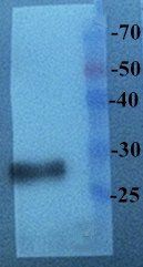 EGFP antibody