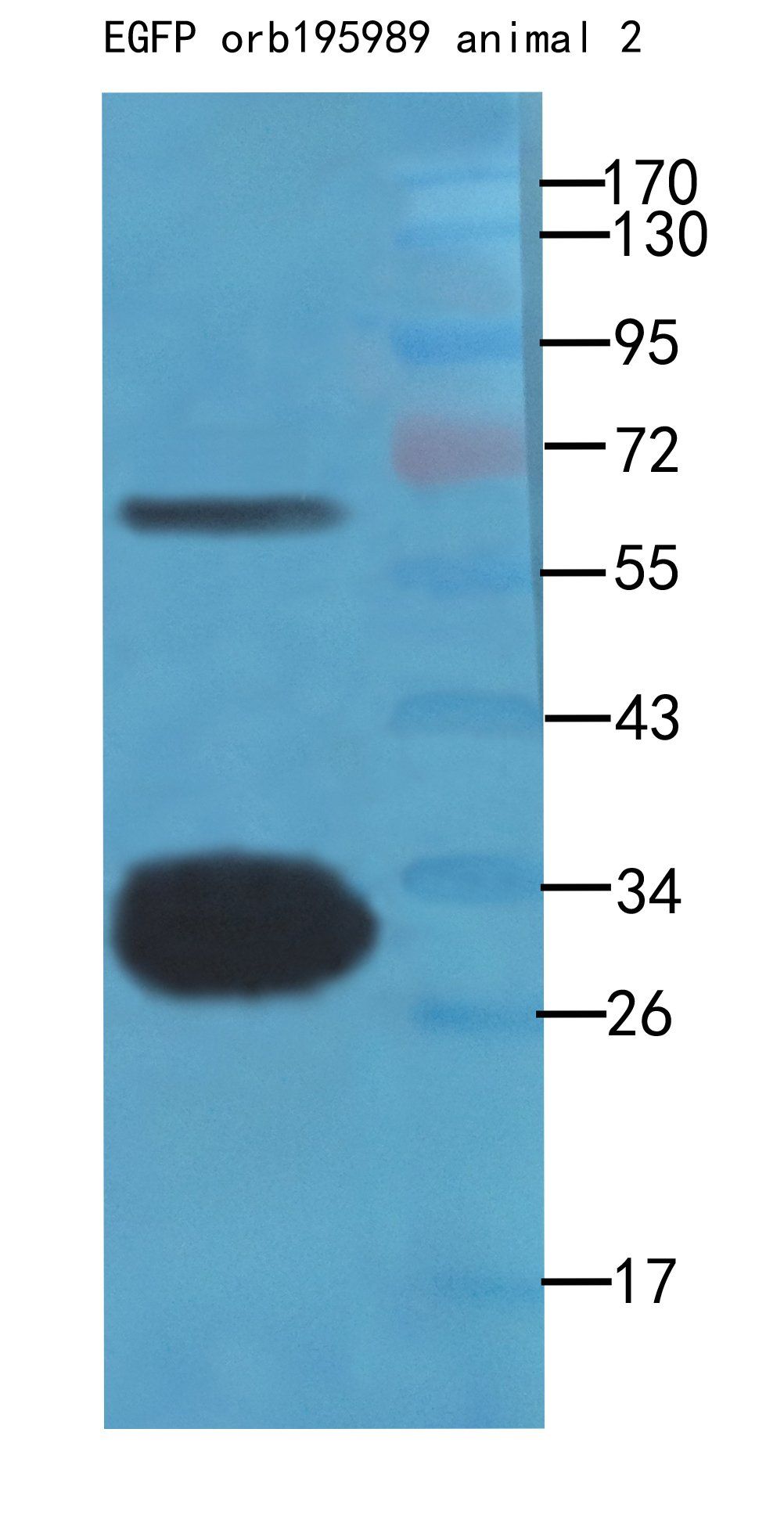 EGFP antibody