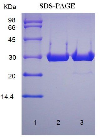 EGFP protein