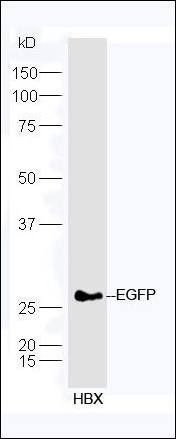 EGFP Tag antibody