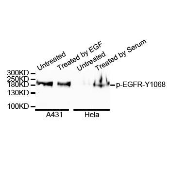 EGFR (phospho-Y1092) antibody