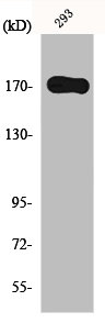 EGFR Antibody