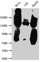 EGFR antibody