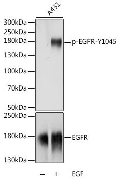 EGFR (Phospho-Y1045) antibody