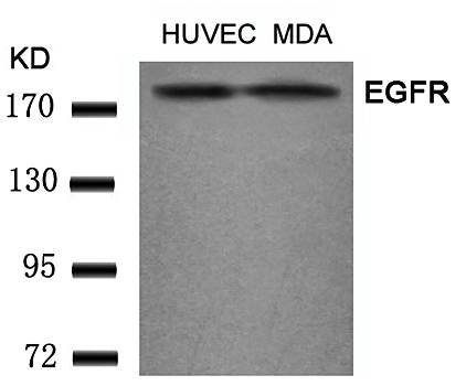 EGFR (Ab197) Antibody