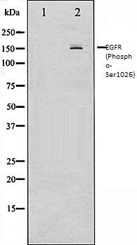 EGFR (Phospho-Ser1026) antibody