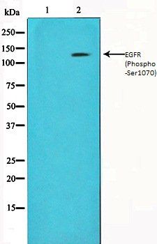 EGFR (Phospho-Ser1070) antibody