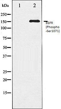 EGFR (Phospho-Ser1071) antibody