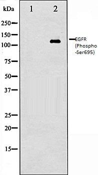 EGFR (Phospho-Ser695) antibody