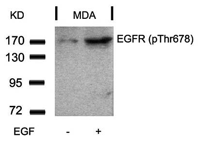 EGFR (Phospho-Thr678) Antibody