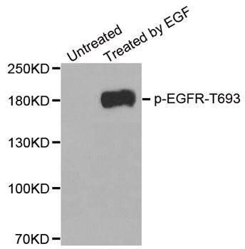 EGFR (phospho-T693) antibody