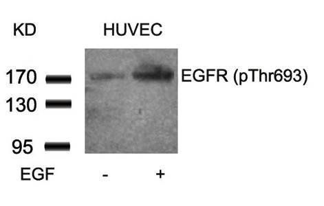 EGFR (Phospho-Thr693) Antibody