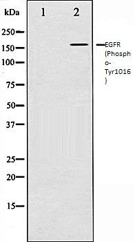 EGFR (Phospho-Tyr1016) antibody