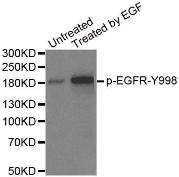 EGFR (phospho-Y1172) antibody