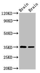 Egln3 Antibody