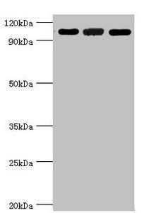 EFTUD2 Antibody