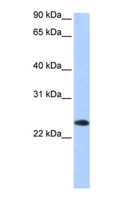 EGLN3 antibody