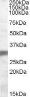 Goat anti-EGLN3 Antibody