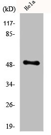 EGR1/EGR2 antibody