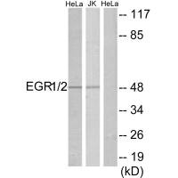 EGR1/EGR2 antibody