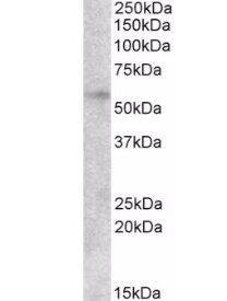 Goat anti-EGR2 Antibody
