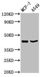 EGR3 antibody