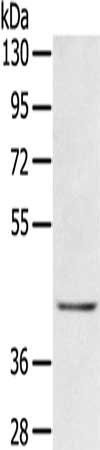 EGR3 antibody